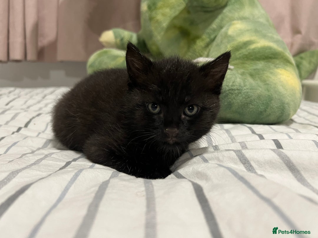 Mixed Breed cats for sale: Precious litter of kittens  - Image 4