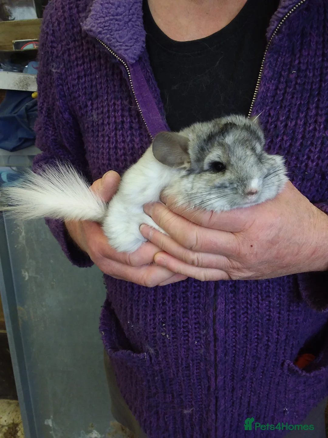 Chinchilla rodents for sale: Double Diamond  - Advert 1