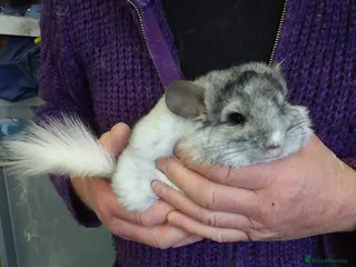 Chinchilla rodents Double Diamond - Advert 1