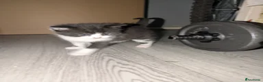 Domestic Shorthair Kitten 3