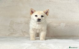 Siberian Husky dogs for sale: Stunning exotic colour chowsky puppies for sale  - Image 36