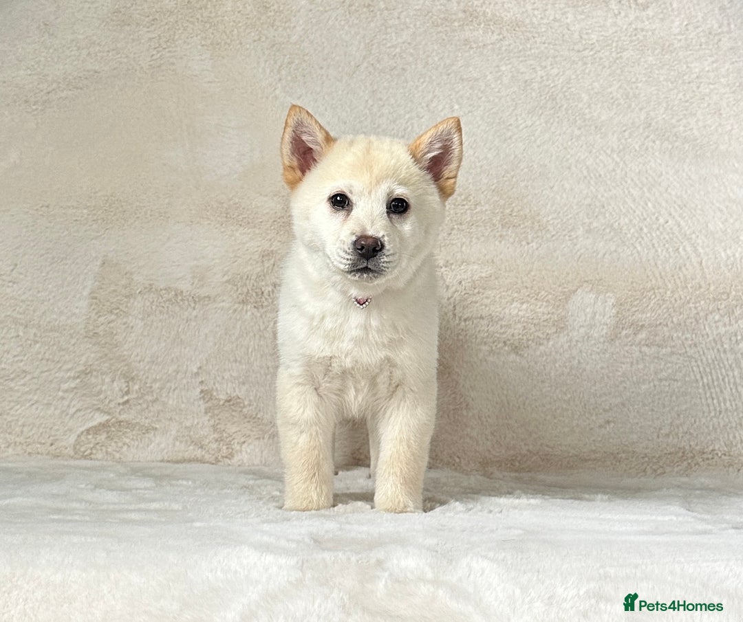 Siberian Husky dogs for sale: Stunning exotic colour chowsky puppies for sale  - Image 36