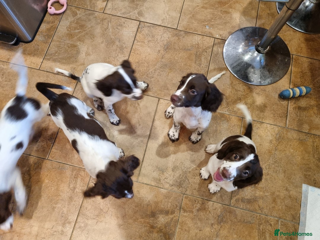 English Springer Spaniel dogs for sale: English springer spaniel puppies  - Image 29