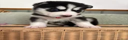 Siberian Husky dogs for sale: Adorable Siberian huskies  in Saint Helens - Advert 3