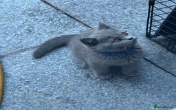 British Shorthair cats for sale: GCCF BSH Kittens pet homes only  - Image 10