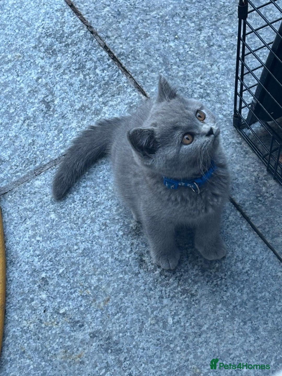 British Shorthair cats for sale: GCCF BSH Kittens pet homes only  - Image 10