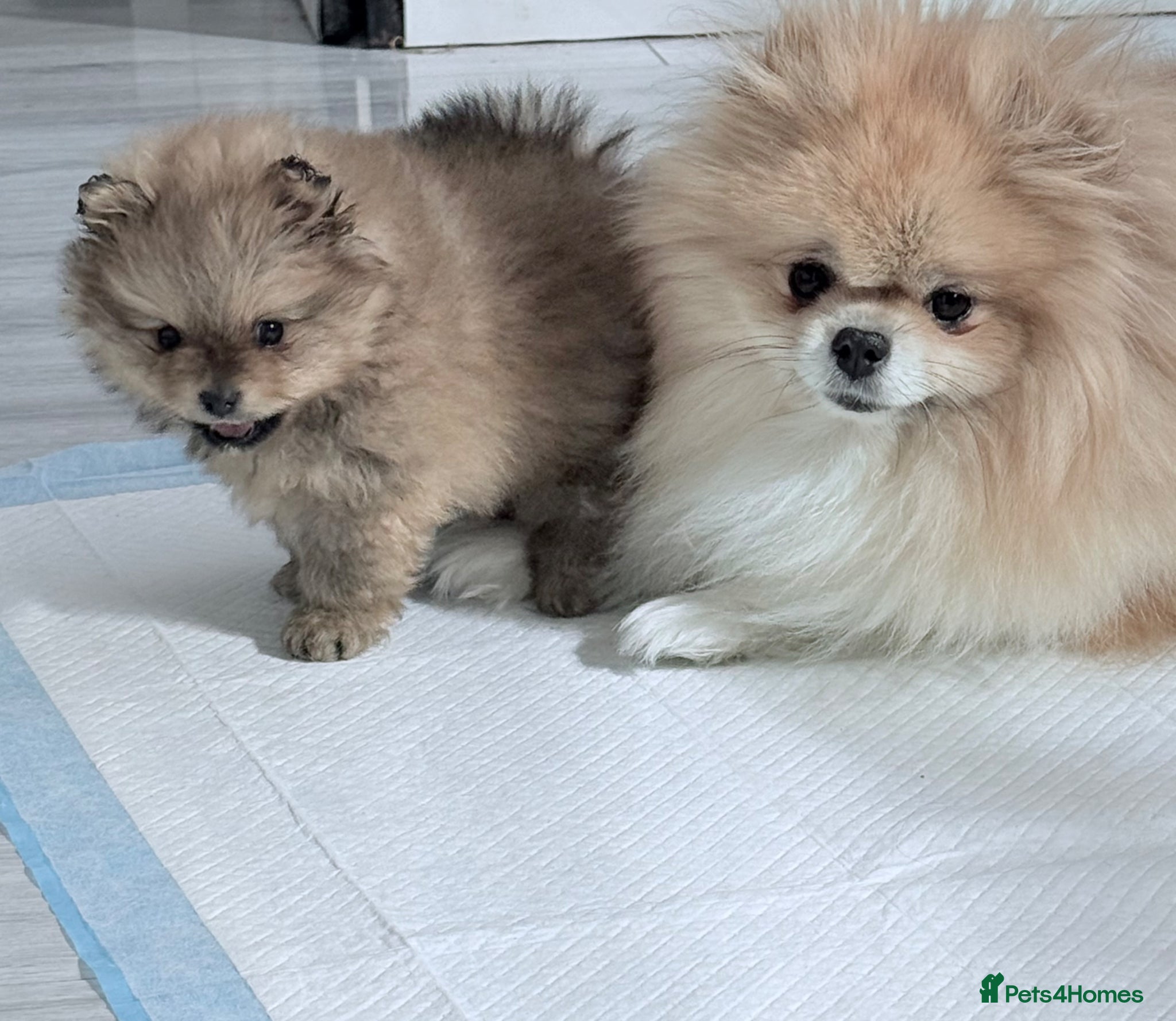 Pomeranian dogs Stunning Pomeranian Boy – Kennel Club Reg - Advert 10