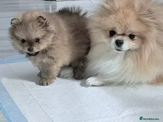 Pomeranian dogs Stunning Pomeranian Boy – Kennel Club Reg - Advert 10