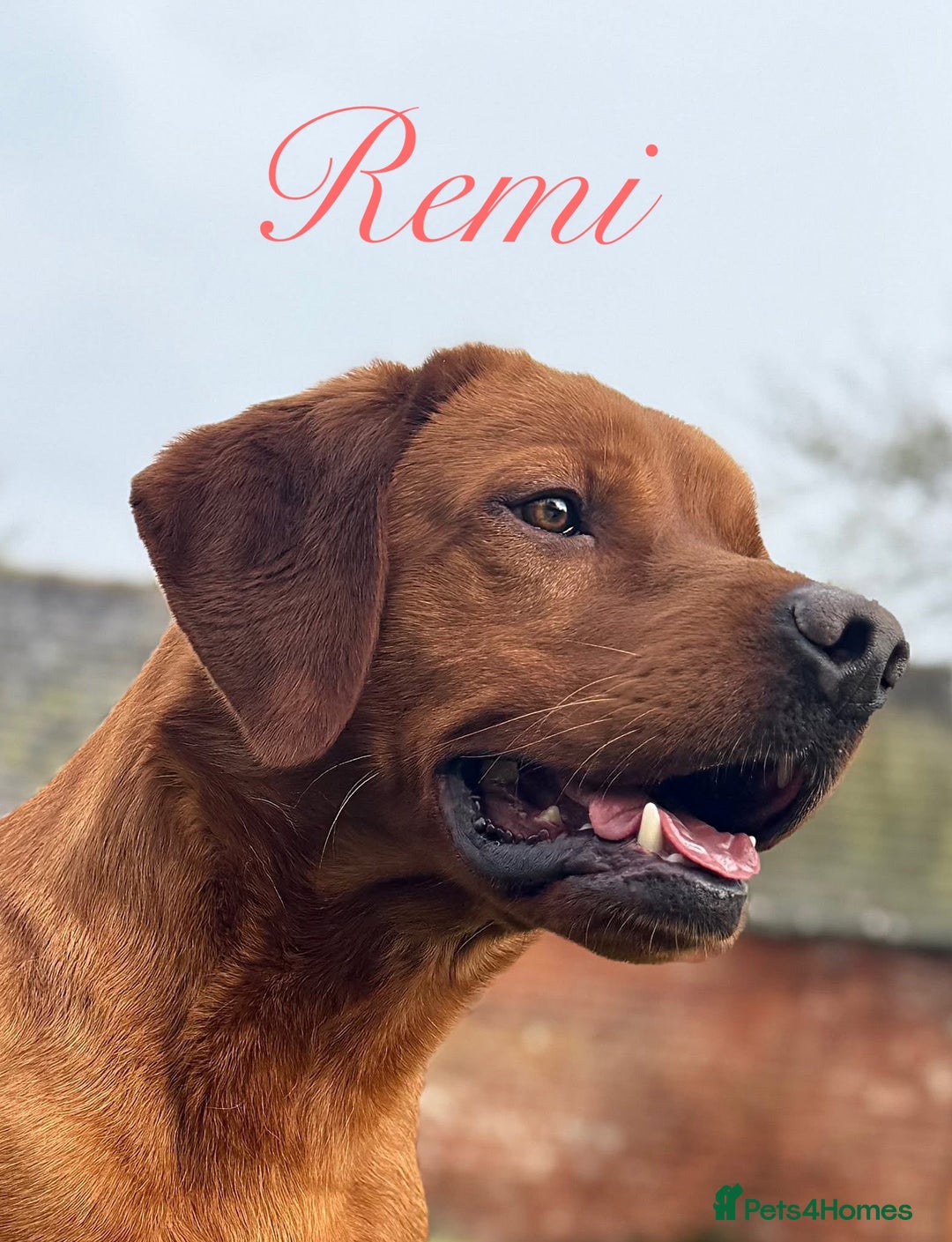 Labrador Retriever dogs for sale: FOX RED LABRADORS OUTSTANDING HEALTH 280 PLUS DNA - Image 1