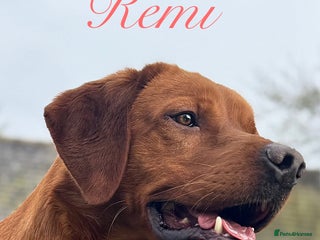 Labrador Retriever dogs FOX RED LABRADORS OUTSTANDING HEALTH 280 PLUS DNA - Advert 6