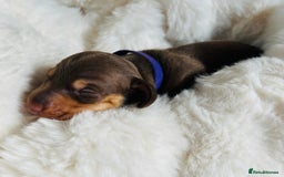 Miniature Dachshund dogs for sale: KC Miniature Dachshunds - Image 12
