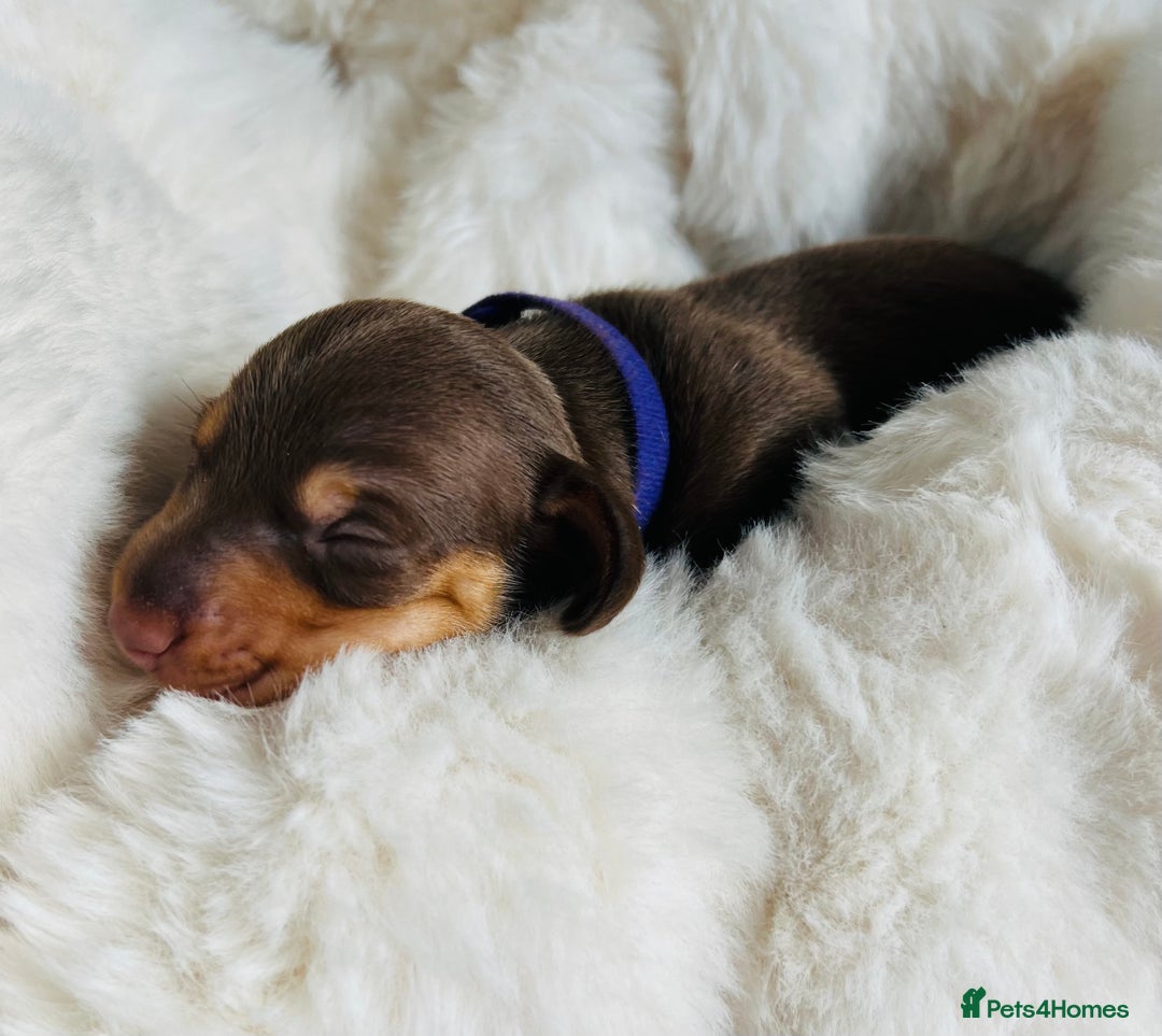 Miniature Dachshund dogs for sale: KC Miniature Dachshunds - Image 12