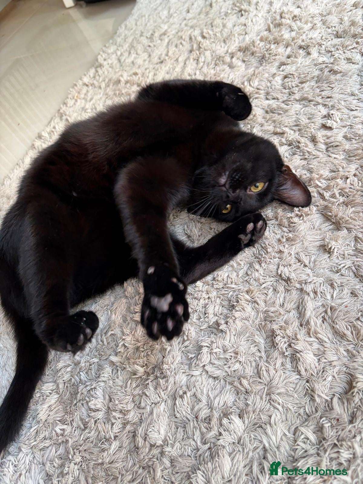 Domestic Shorthair cats Margot, approx 7 months old - Advert 15