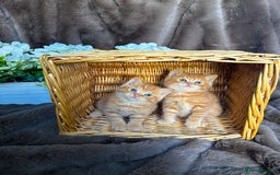 British Shorthair cats for stud: TICA REG CINNAMON UNDER RED STUD  - Advert 15