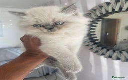 Persian cats for sale: Colourpoint blue/blue lynx  - Image 14