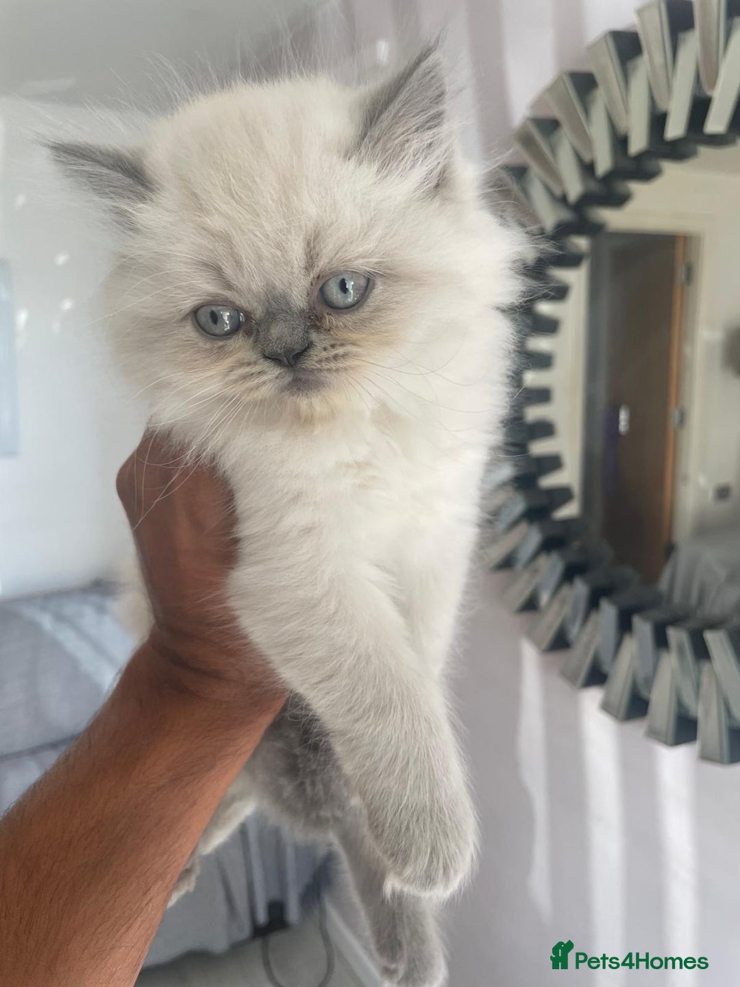Persian cats for sale: Colourpoint blue/blue lynx  - Image 14