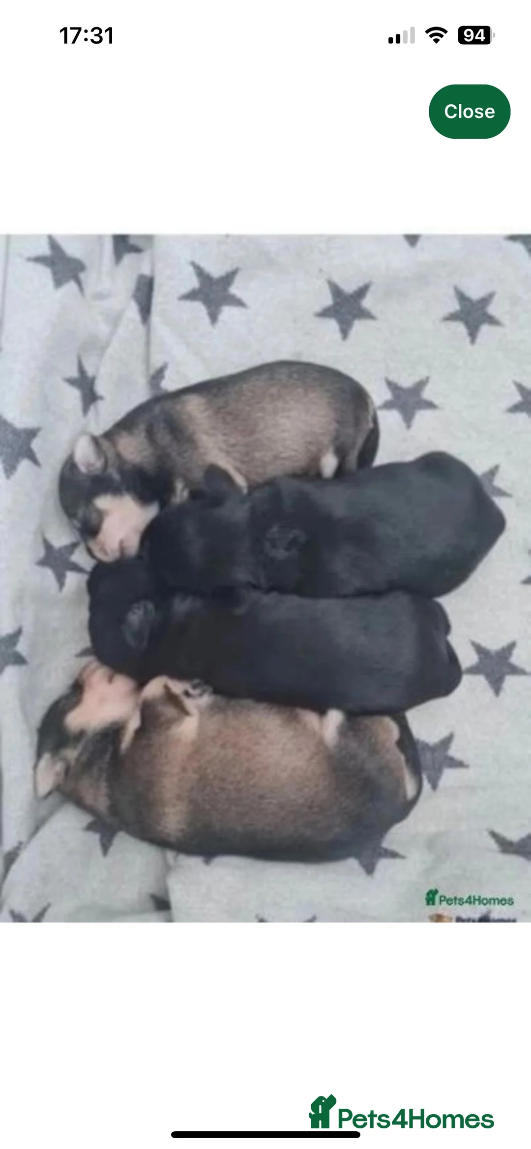 Miniature Schnauzer dogs for stud: CHOCOLATE / WHITE MINIATURE SCHNAUZER AT STUD in Coventry - Advert 19