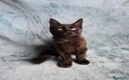 Maine Coon cats for sale: Maine Coon Kittens - Image 1