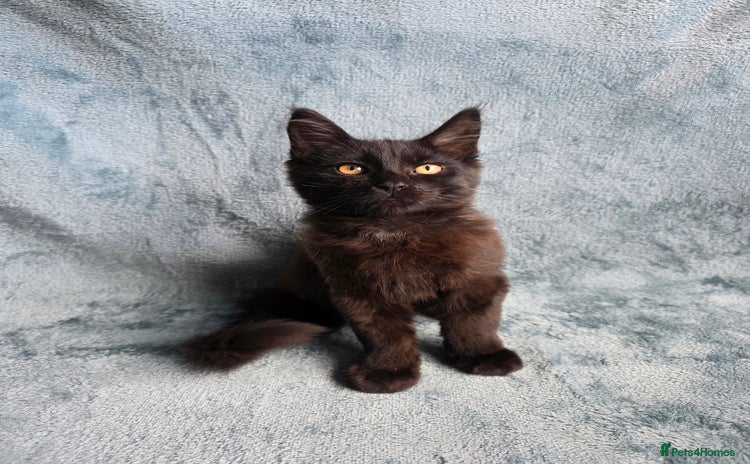 Maine Coon cats - Advert 4