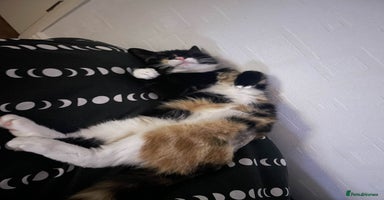 Mixed Breed cats - Advert 7