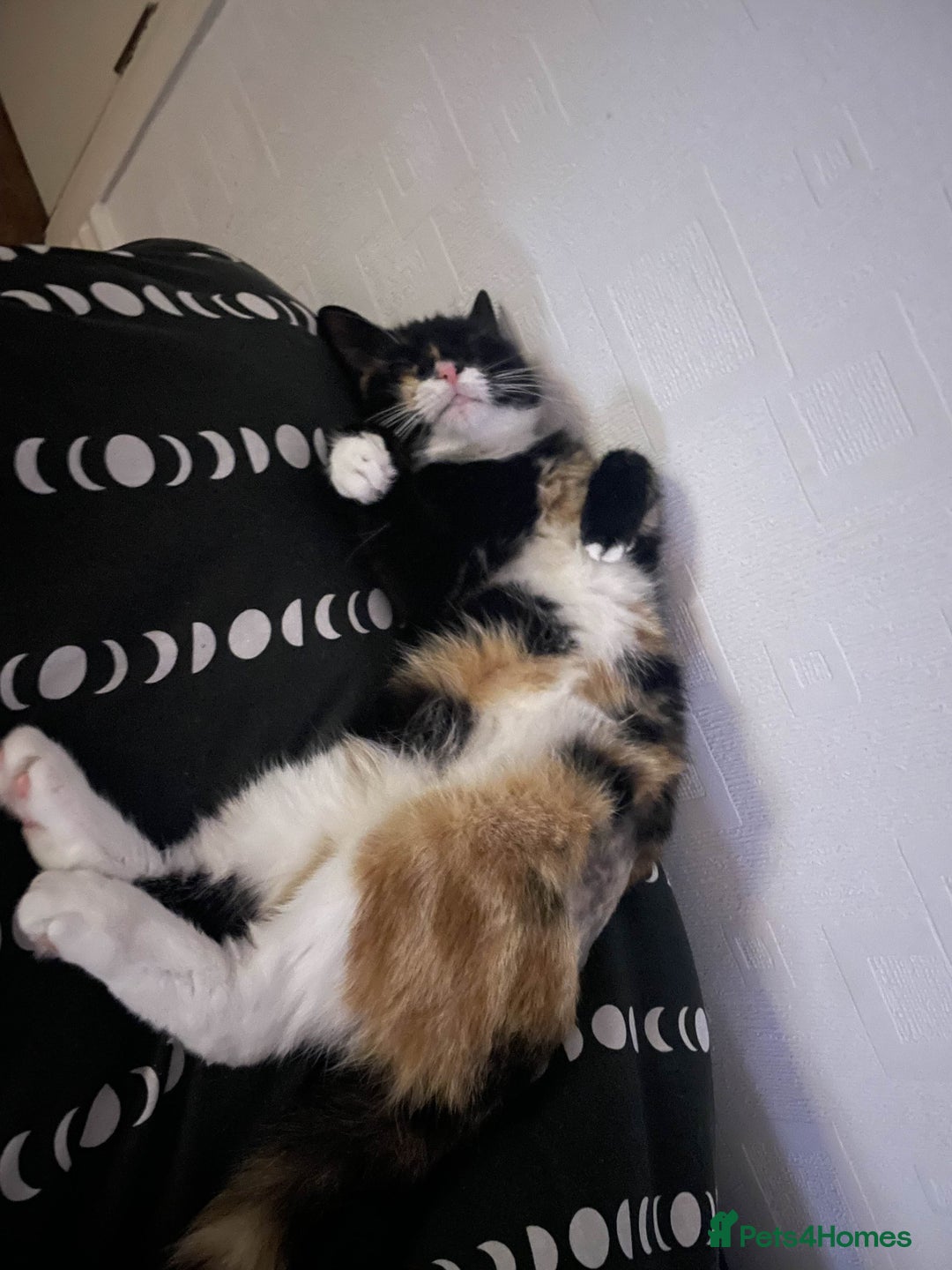 Mixed Breed cats for sale: Sad Rehoming of My Cat - Image 2