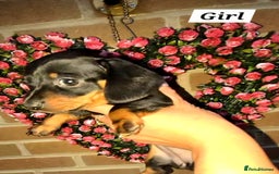 Miniature Dachshund dogs for sale: Kc registered quality mini dachshund puppies - Image 4