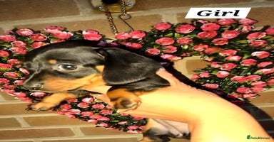 Miniature Dachshund dogs - Advert 2