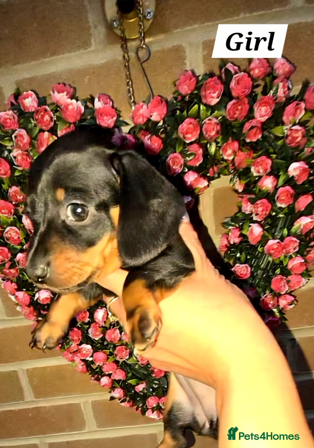 Miniature Dachshund dogs for sale: Kc registered quality mini dachshund puppies - Image 4