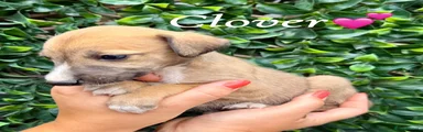 Lurcher 7
