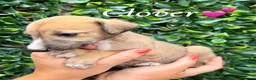 Lurcher dogs for sale: Beautiful Bedlington Whippet Puppies 🐾 - Advert 7