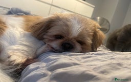Shih Tzu dogs for sale: 🐾 Sweet Shih Tzu Looking for a Loving Home 🐾 - Image 12