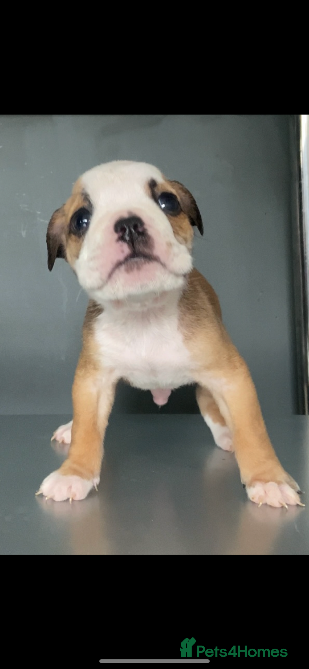 English Bulldog dogs for sale: KC registered English Bulldog Puppies  - Image 26