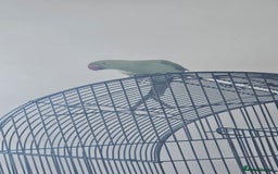 Ringnecks birds for sale: Green Indian ringneck  - Image 3