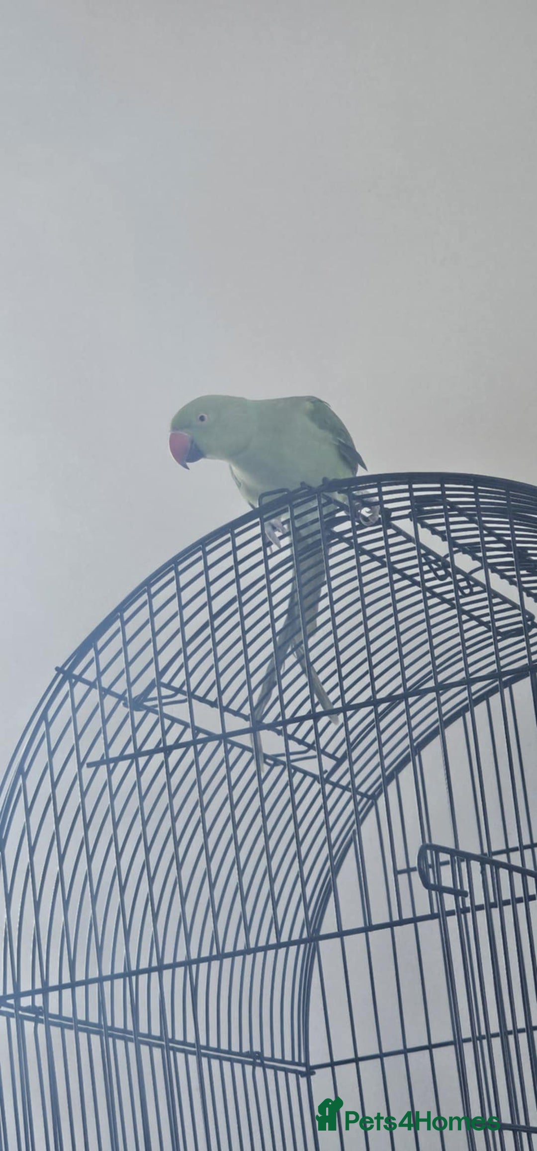 Ringnecks birds for sale: Green Indian ringneck  - Image 3