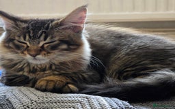 Maine Coon cats for sale: One girl left 💙  - Image 1