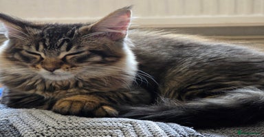 Maine Coon cats - Advert 13