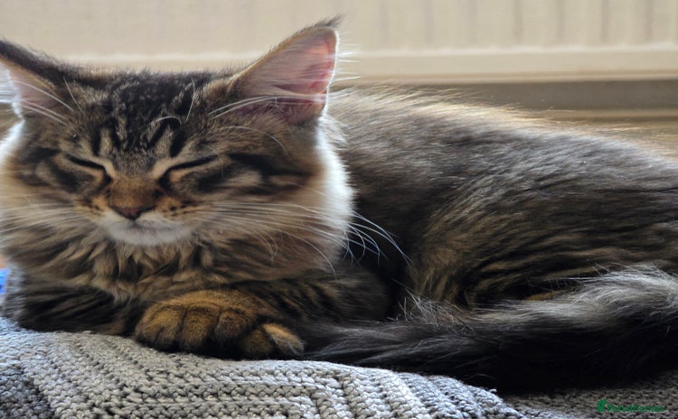 Maine Coon cats for sale - Advert 1