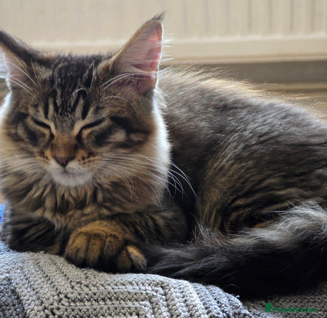 Maine Coon cats for sale: One girl left 💙  - Image 1