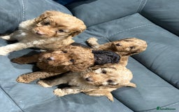 Cockapoo dogs for sale: All female fluffy Cockapoo puppies - Advert 14