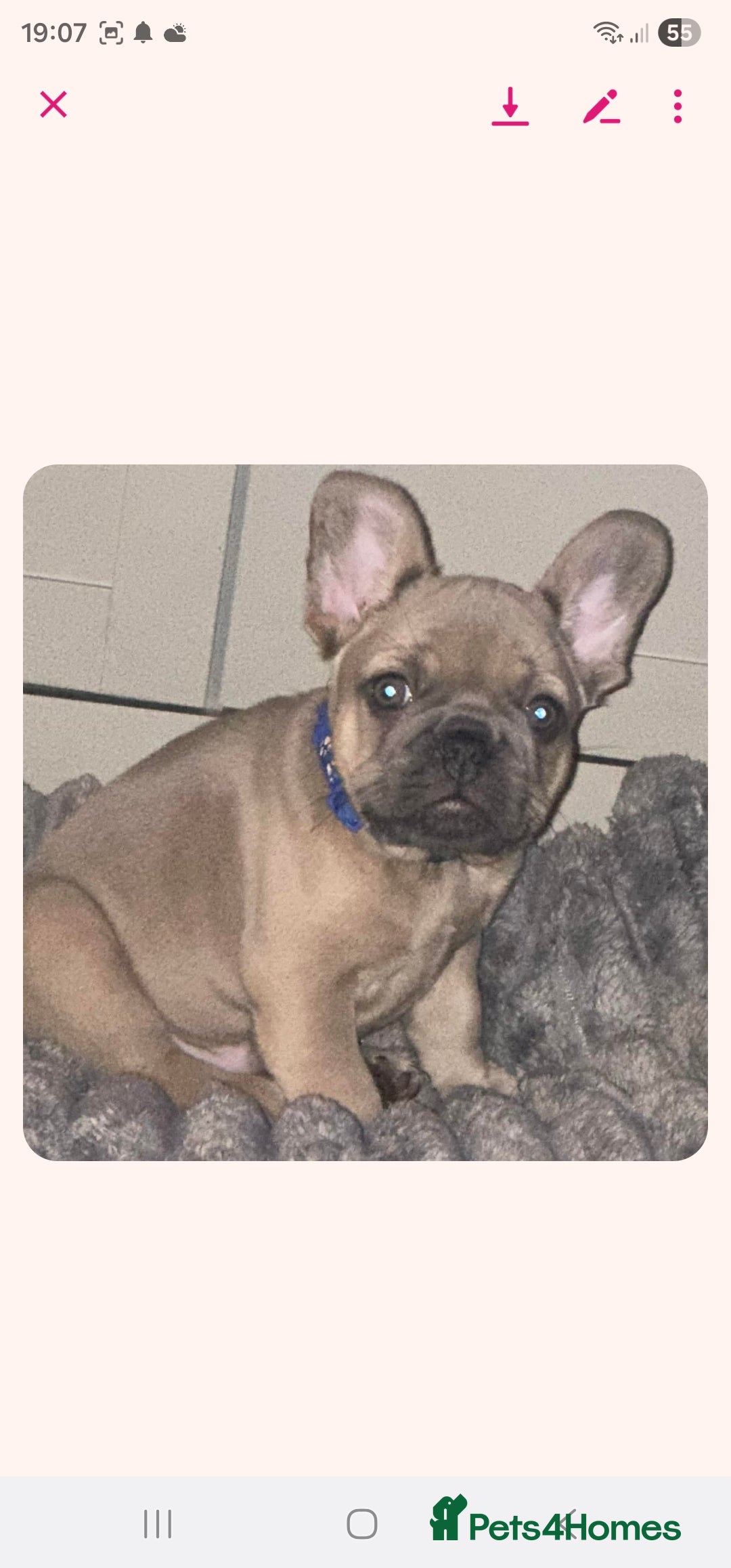 French Bulldog dogs for sale: Pure breed French bulldogs  - Advert 5