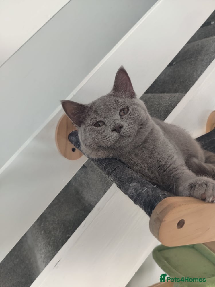 British Shorthair cats British kittens for sale - Advert 18