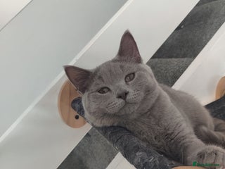 British Shorthair cats British kittens for sale - Advert 2