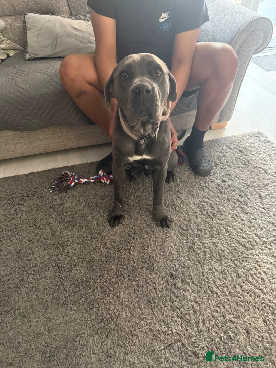 Cane Corso dogs for adoption: Cane corso looking for her forever home - Advert 1