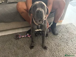 Cane Corso dogs Cane corso looking for her forever home - Advert 2