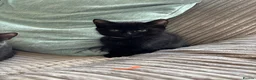 Mixed Breed cats for sale: Beautiful kittens for sale - Advert 5
