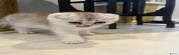 Scottish Fold cats for sale: Pure Scottish Fold  - Advert 17