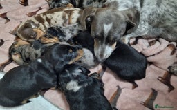 Miniature Dachshund dogs for sale: Dapple Piebald Miniature Dachshund Puppies - Advert 6