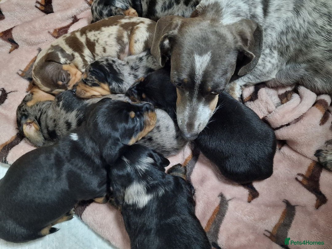 Miniature Dachshund dogs for sale: Dapple Piebald Miniature Dachshund Puppies - Advert 6