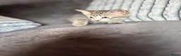 Mixed Breed cats for sale: Adorable kittens looking for their forever couch - Advert 1