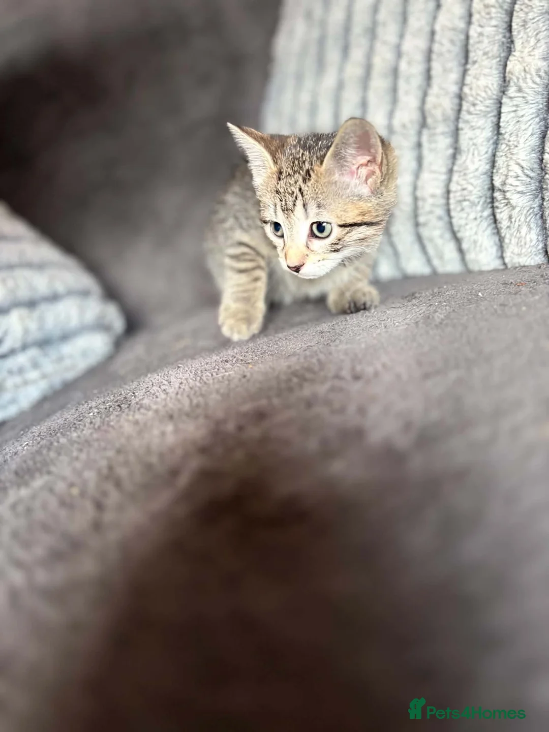Mixed Breed cats for sale: Adorable kittens looking for their forever couch - Advert 1